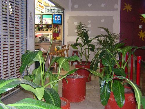plants blocking access to restaurant El Mirador plants blocking access to restaurant El Mirador