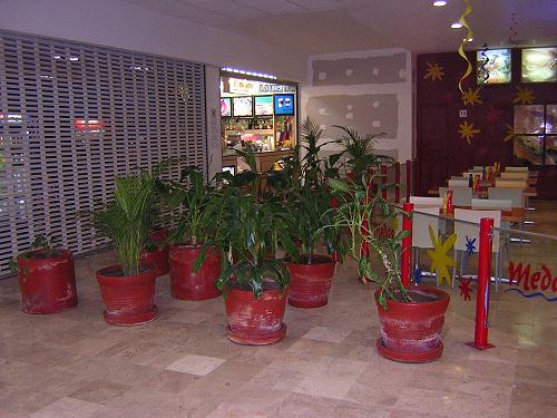 plants blocking access to restaurant El Mirador plants blocking access to restaurant El Mirador