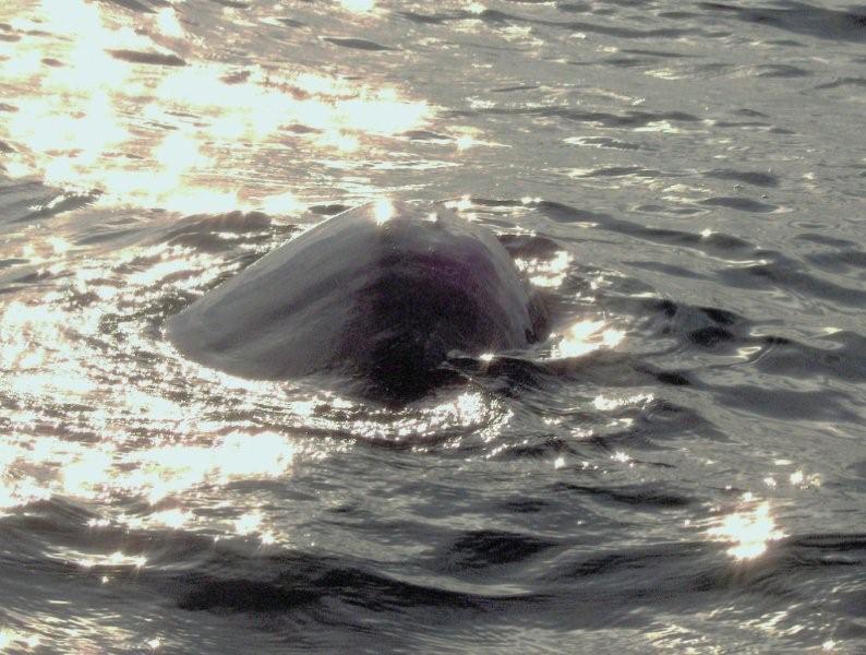 closeup of a whale off the coast of Zihuatanejo in Feb 08